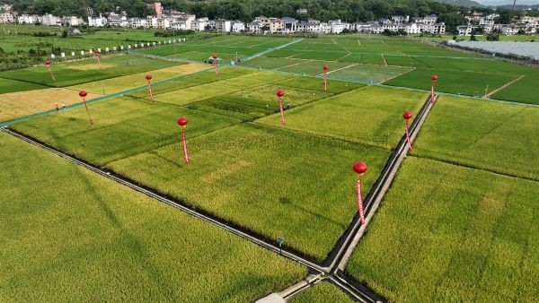 湘东区现代化制种基地，数智赋能让“赣鄱粮仓”更有底气！