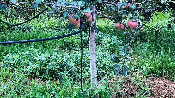 石林县引进成人抖音视频水肥一体化技术打造高原...